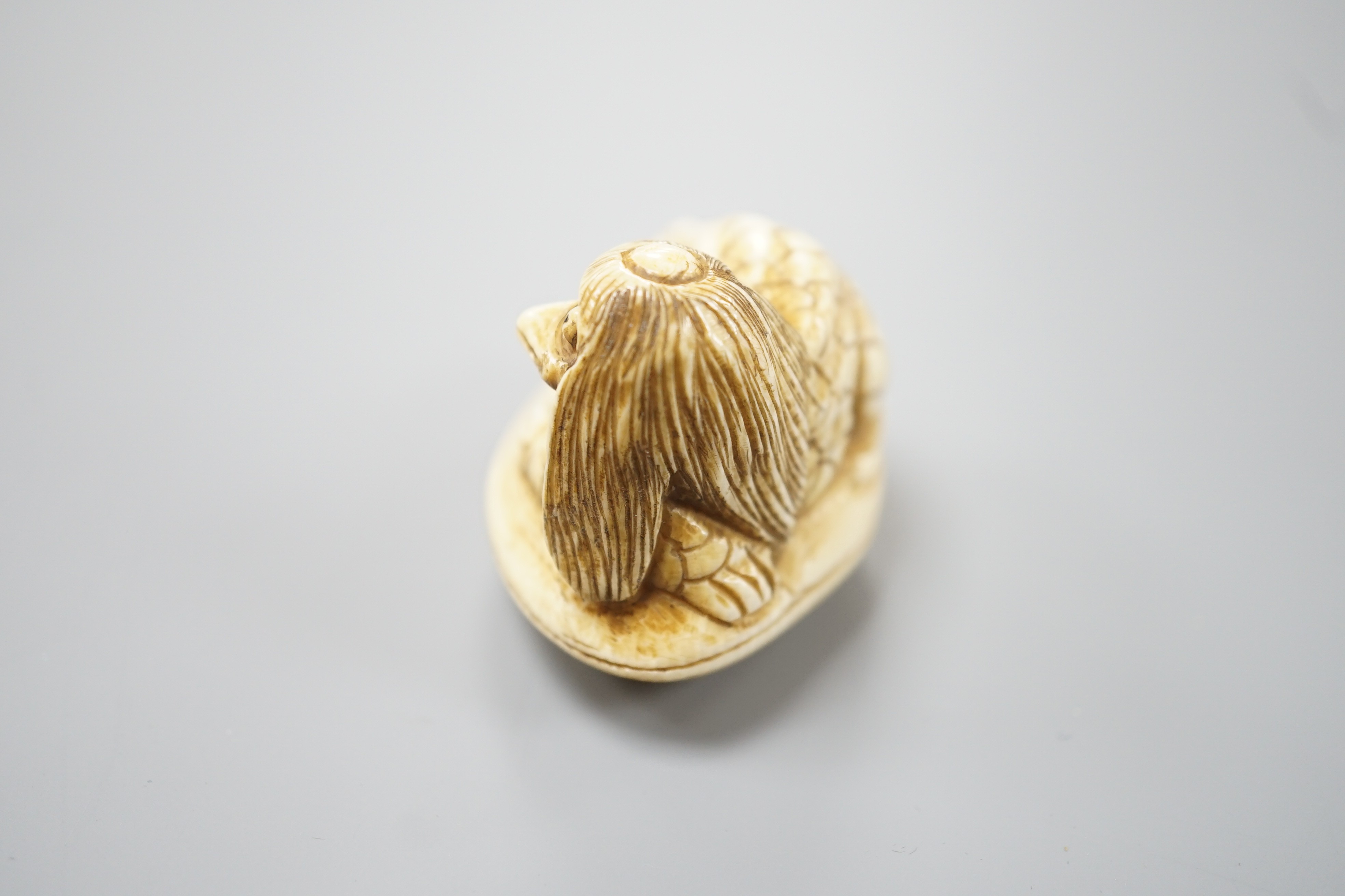 A Japanese ivory netsuke of a kappa on a clam shell, signed Gyokuzan, Meiji period, 4.8cm